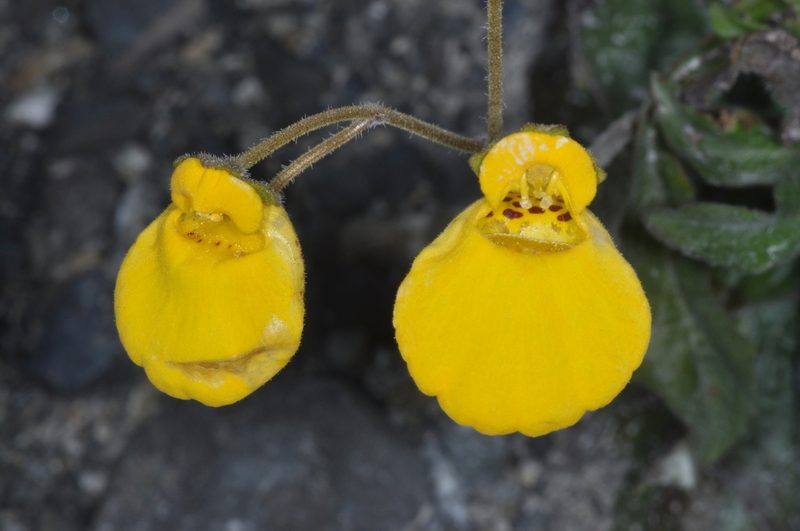 Calceolaria biflora, photographed by aacocucci