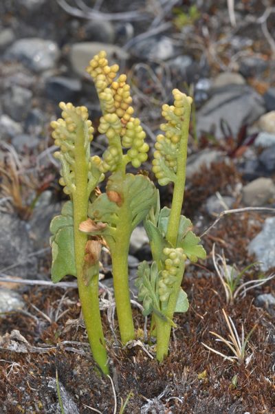 Botrychium dusenii, photographed by aacocucci