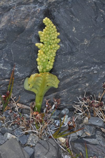 Botrychium dusenii, photographed by aacocucci