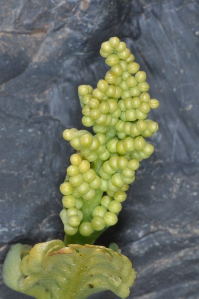 Botrychium dusenii, photographed by aacocucci