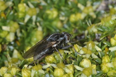 Azorella monantha