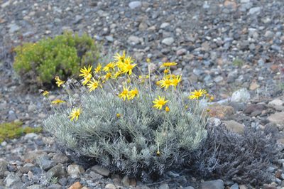 Senecio argyreus, photographed by aacocucci