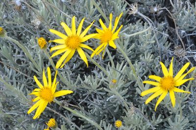Senecio argyreus, photographed by aacocucci