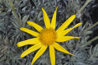 Senecio argyreus, photographed by aacocucci