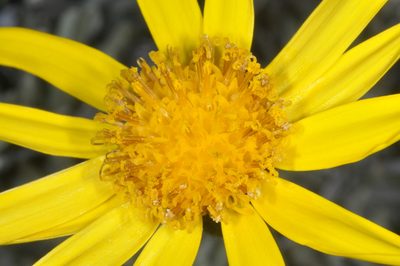 Senecio argyreus, photographed by aacocucci