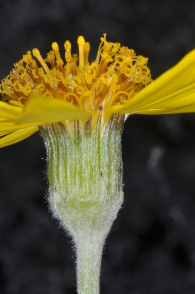 Senecio argyreus, photographed by aacocucci