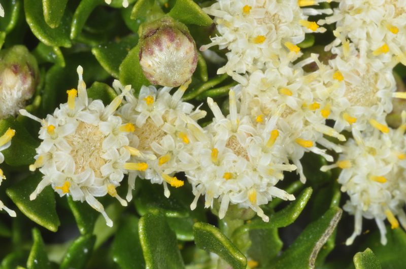 Baccharis magellanica, photographed by aacocucci