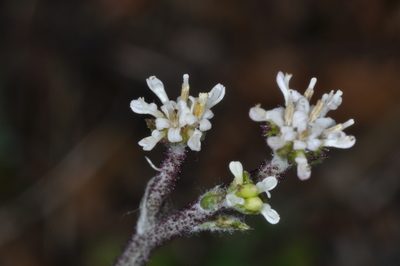 Adenocaulon chilense, photographed by aacocucci