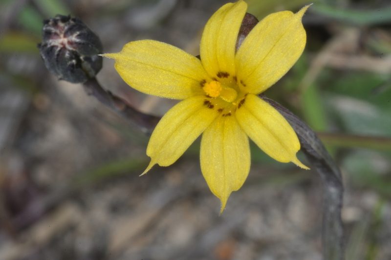 Sisyrinchium patagonicum, photographed by aacocucci