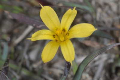 Sisyrinchium patagonicum, photographed by aacocucci