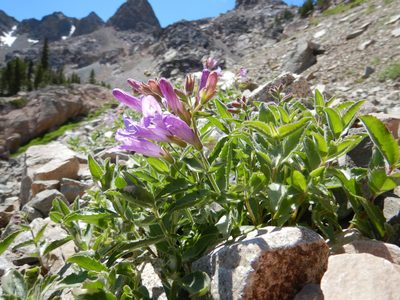 Penstemon montanus, photographed by Matt Lavin