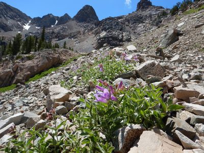 Penstemon montanus, photographed by Matt Lavin