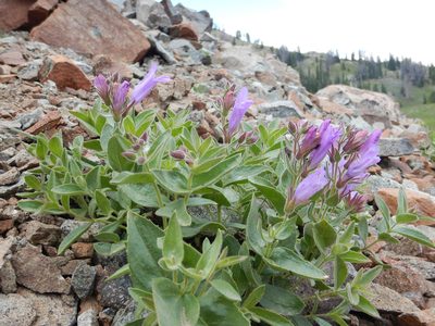 Penstemon montanus, photographed by Matt Lavin
