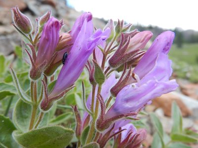 Penstemon montanus, photographed by Matt Lavin