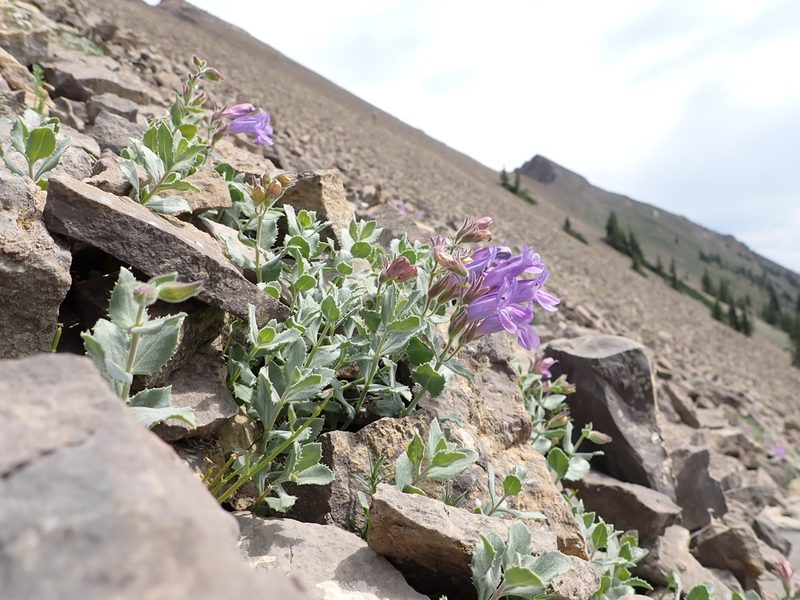 Penstemon montanus, photographed by Matt Lavin