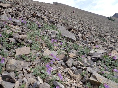 Penstemon montanus, photographed by Matt Lavin