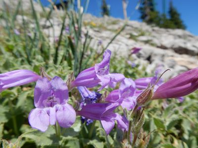 Penstemon montanus, photographed by Matt Lavin