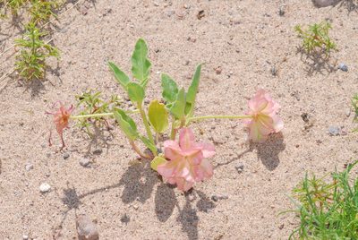 Abronia carnea, photographed by Tom Kennedy