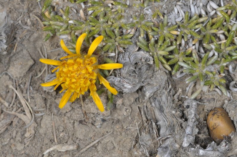 Brachyclados caespitosus, photographed by aacocucci