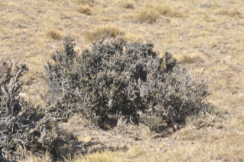 Mulguraea tridens, photographed by aacocucci