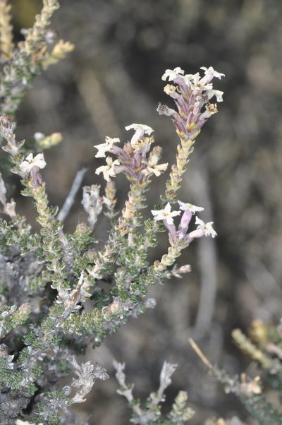 Mulguraea tridens, photographed by aacocucci