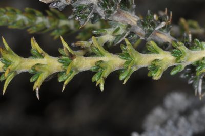 Mulguraea tridens, photographed by aacocucci