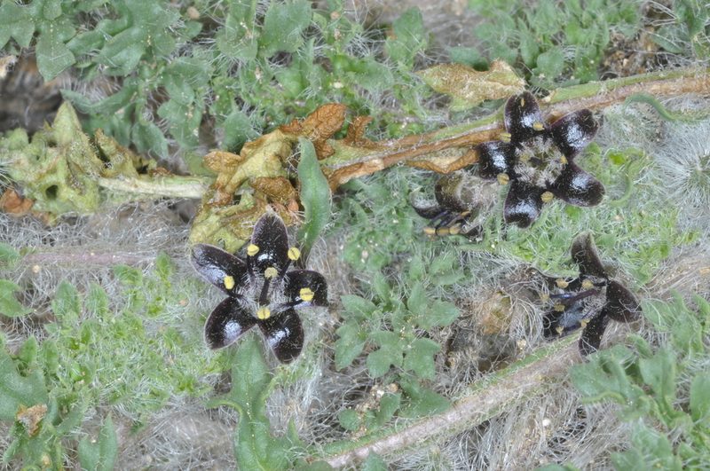Jaborosa magellanica, photographed by aacocucci