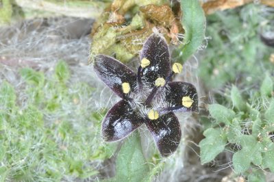 Jaborosa magellanica, photographed by aacocucci