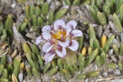 Burkartia lanigera, photographed by aacocucci