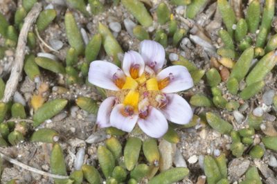 Burkartia lanigera, photographed by aacocucci