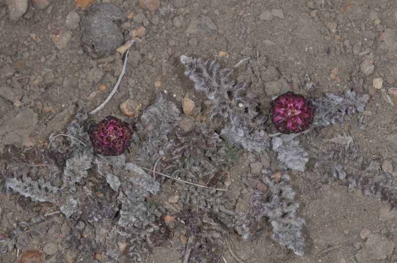 Leucheria purpurea, photographed by aacocucci