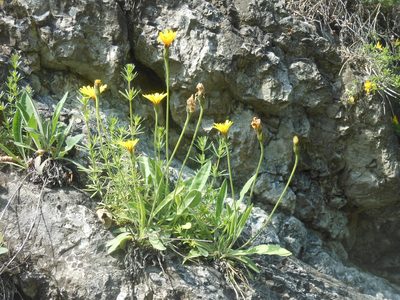 Leontodon incanus, photographed by Michael Andresek