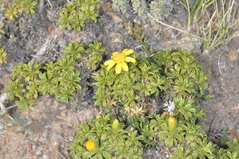 Gutierrezia baccharoides, photographed by aacocucci