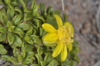 Gutierrezia baccharoides, photographed by aacocucci