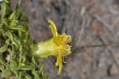 Gutierrezia baccharoides, photographed by aacocucci
