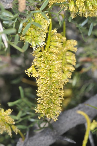 Neltuma denudans, photographed by aacocucci