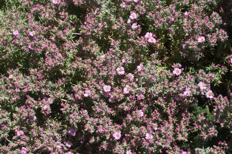 Frankenia corymbosa, photographed by Oleg Kosterin