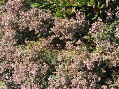 Frankenia corymbosa, photographed by Oleg Kosterin