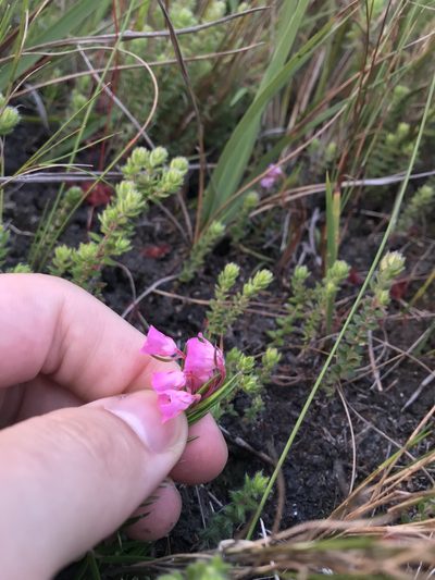 Erica mucronata, photographed by Ren Hoekstra