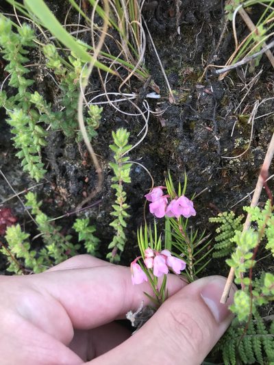 Erica mucronata, photographed by Ren Hoekstra
