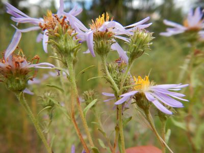 Symphyotrichum campestre, photographed by Matt Lavin