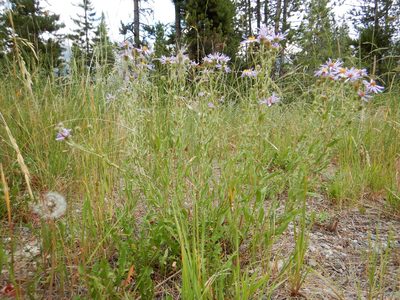 Symphyotrichum campestre, photographed by Matt Lavin
