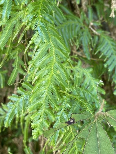 Selaginella myosurus, photographed by Jean-Paul Boerekamps