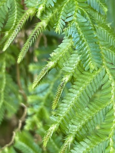 Selaginella myosurus, photographed by Jean-Paul Boerekamps
