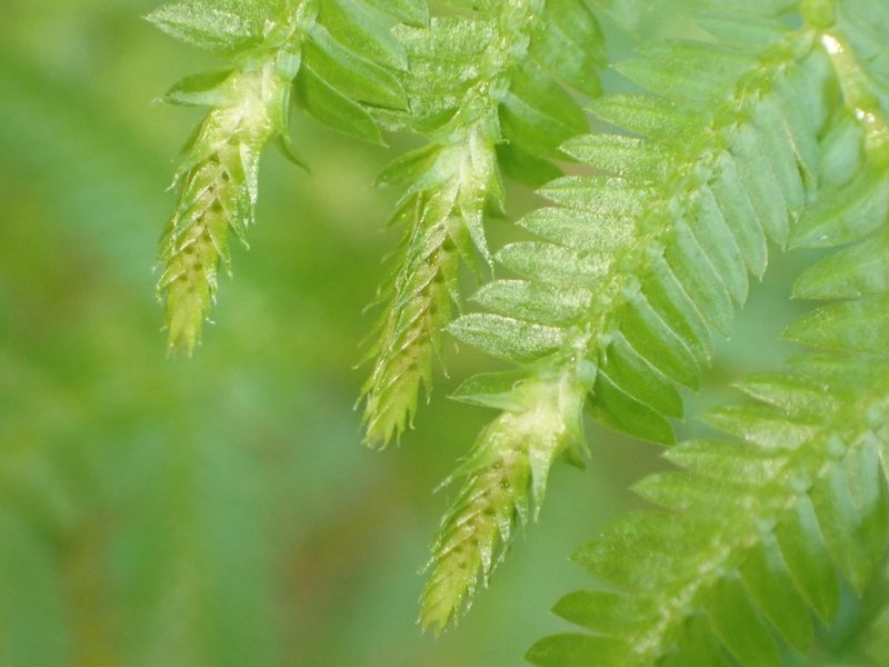 Selaginella myosurus, photographed by Jean-Paul Boerekamps