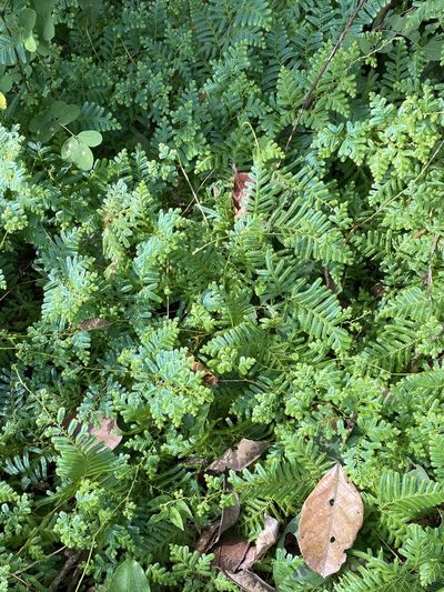 Selaginella myosurus, photographed by Jean-Paul Boerekamps