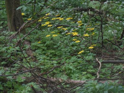 Doronicum columnae, photographed by Michael Andresek