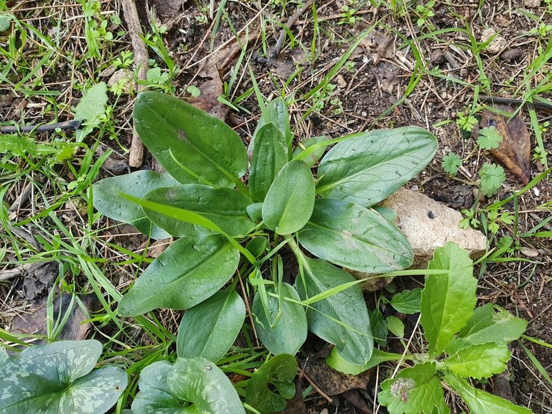Biarum dispar, photographed by Mehdi Chetibi