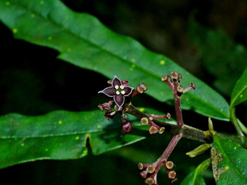Aucuba chinensis, photographed by Jacy Chen