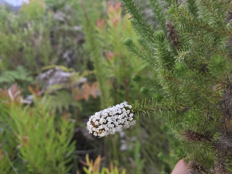 Stoebe alopecuroides, photographed by Ren Hoekstra